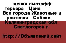 щенки амстафф терьера › Цена ­ 30 000 - Все города Животные и растения » Собаки   . Калининградская обл.,Светлогорск г.